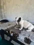 продавам женско джак ръселче, снимка 2