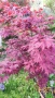 Японски Клен, Аcer palmatum Аtropurpureum, снимка 4