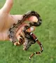 Boa constrictor imperator /боа/змия, снимка 5