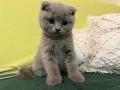 Британски късокосмести, снимка 5