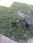 Бретон шпанйолче мъжко, снимка 4