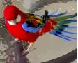 Различни видове птици , снимка 12
