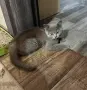 Британски котенца, снимка 7