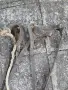 Продавам Юлар за магаре, кон, крава, снимка 2