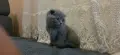 British Shorthair 61 дена, снимка 1