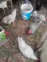 Млади петли на пет месеца , снимка 5