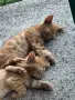 Осинови котенца , снимка 1
