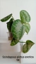 Сциндапсус Scindapsus pictus exotica, снимка 1