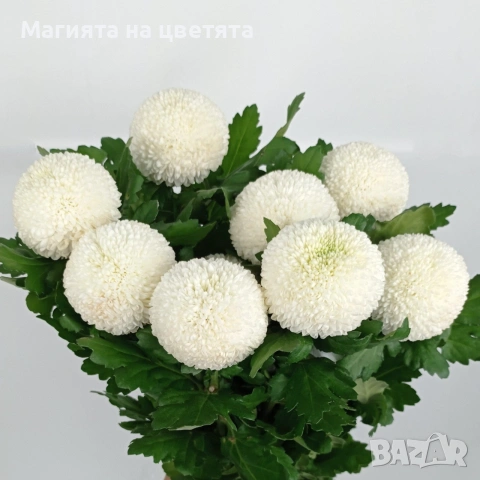 Хризантема разсад Пинг Понг бяла, снимка 1 - Разсади - 55058192