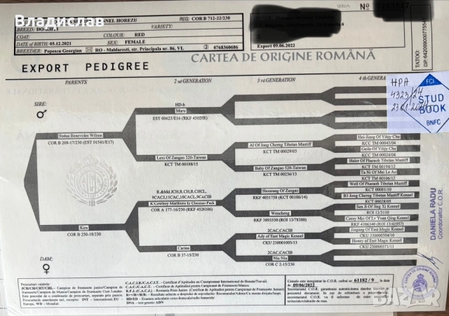 Продавам Тибетски мастиф с родословие внесен от Румъния , снимка 4 - Мастиф - 54375038