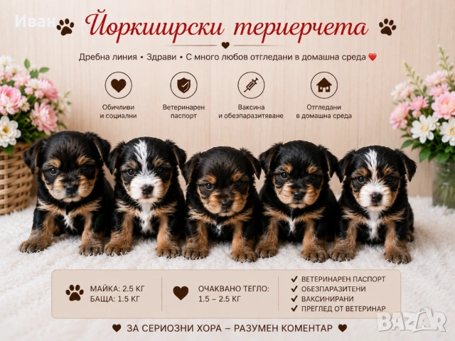 Йоркширски териер 