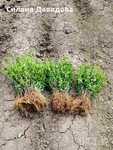 Лигуструм на гол корен, снимка 4 - Градински цветя и растения - 51886286