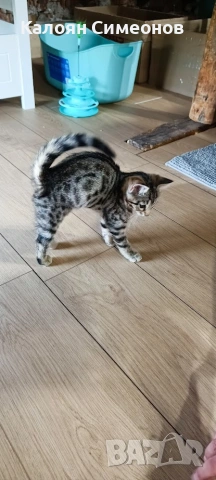 Бенгалски котета