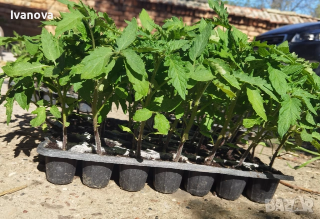 Разсад домати Ръгби 