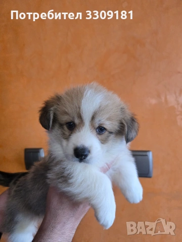 Уелско Корги , снимка 2 - Други - 54006742