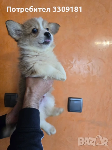 Уелско Корги Пембруг , снимка 5 - Други - 54208057