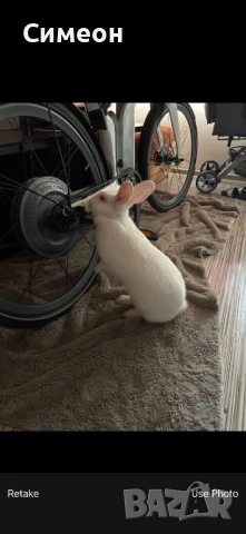 Зайче на година заедно с клетката си, снимка 4 - Декоративни зайчета - 54086905