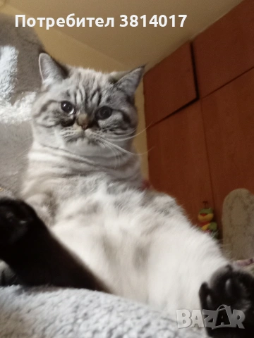 табй котета , снимка 7 - Други - 54424069