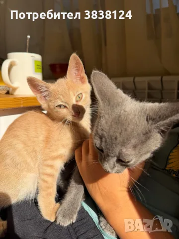Подарявам две котета