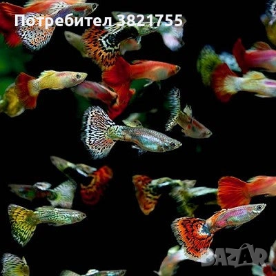 Декоративни рибки, гупи, гупи микс