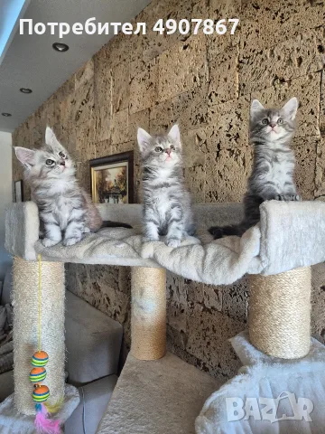 Котета мейн куун 