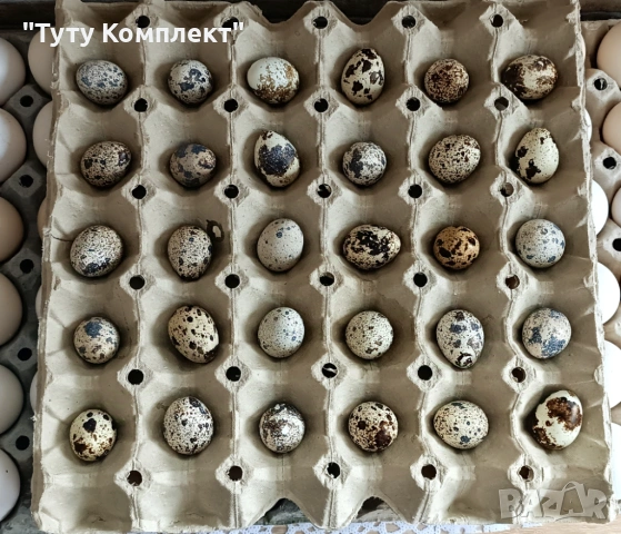 Продавам оплодени пъдпъдъчи яйца за люпене , снимка 3 - други­ - 54232928