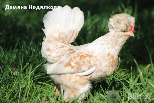 разплодни яйца от бреговски джинки, снимка 2 - Кокошки и пуйки - 54646895