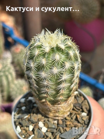 Кактус Echinocereus viridiflorus var. correllii, снимка 3 - Градински цветя и растения - 54594017