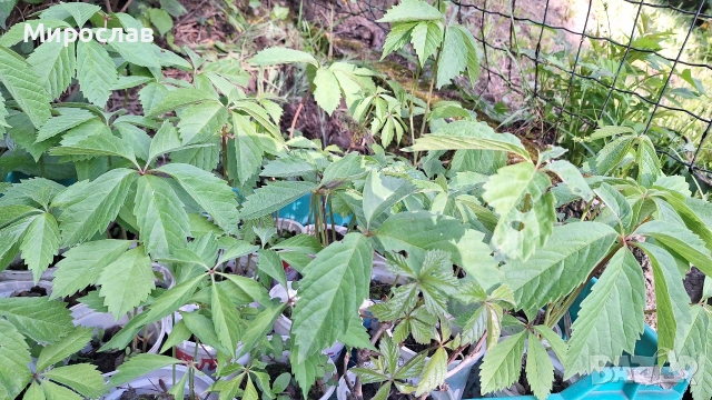 Продавам растения Дива лоза (Parthenocissus quinquefolia), снимка 3 - Градински цветя и растения - 45382708