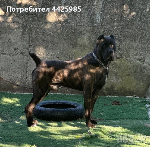 Продавам Кане Корсо , снимка 4 - Кане корсо - 55266156
