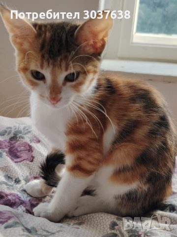 Две прекрасни котенца, снимка 2 - Други - 55276289