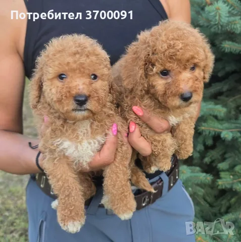 мини пуделчета / пудел, снимка 6 - Пудели - 55631536