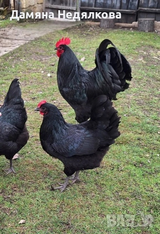 пиленца и оплодени яйца Разград , снимка 3 - Кокошки и пуйки - 54010928