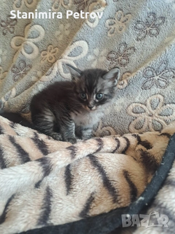 Ангорски котки, снимка 12 - Ангорски - 54660407