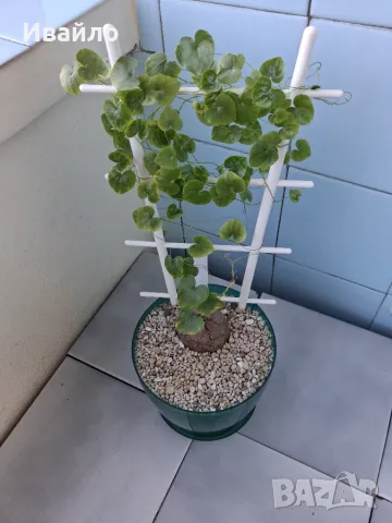 Dioscorea elephantipes и Dioscorea Sylvatica, снимка 2 - Стайни растения - 55507881