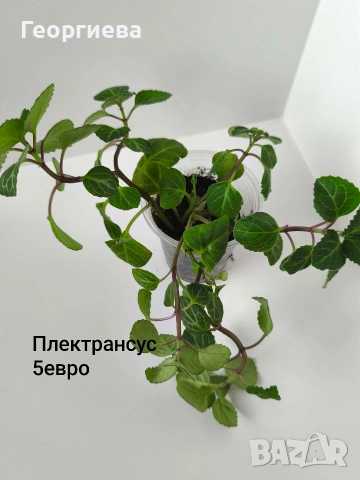 плектрантус, сенецио, снимка 2 - Стайни растения - 54716807