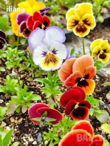 Продавам теменужки, снимка 10 - Градински цветя и растения - 54018865