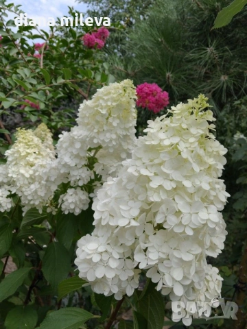 Хортензия метличеста „Полярна мечка“, Hydrangea paniculata 'Polar Bear', снимка 4 - Градински цветя и растения - 54609683