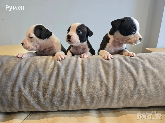 Американски стафордшир териер , снимка 8 - Американски стафордширски териер - 53970216