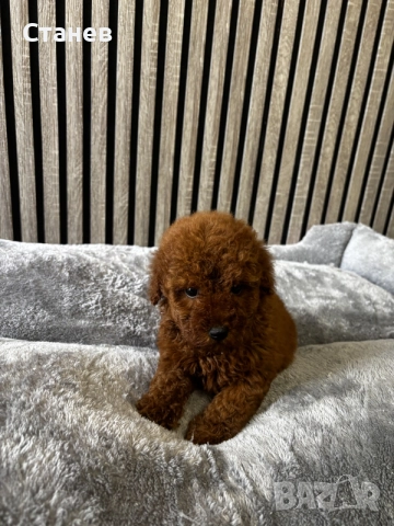 Мини пудели / Mini Poodles, снимка 4 - Пудели - 55286833