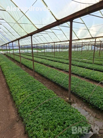 ТОП РАЗСАД на ТОП ЦЕНА от ПРОИЗВОДИТЕЛ, снимка 5 - Разсади - 54137204