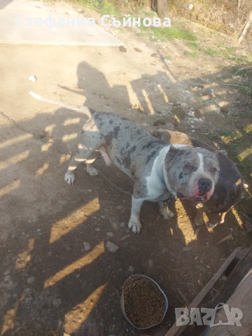 Американско були, снимка 3 - Други - 54313236