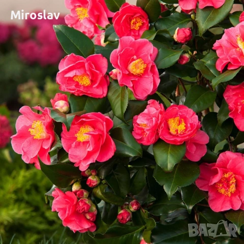 Камелия (2 вида)