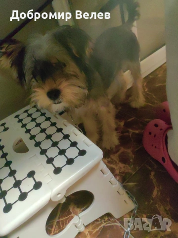 Продавам куче Йоркширски териер, снимка 4 - Йоркширски териер - 54151135