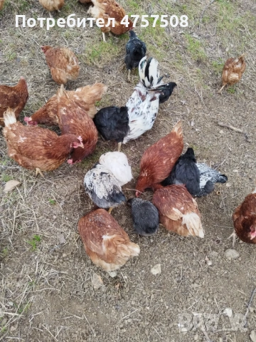 Имам свободни ,ломън браун ., снимка 2 - други­ - 54024362