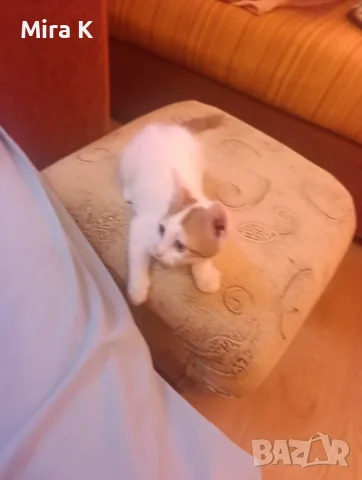 Малки  Котета момиченца, снимка 4 - Други - 55589346