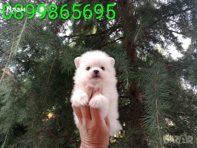 Бели момче и момиче. Померанчета., снимка 5 - Померан - 55085002