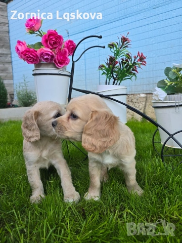 чистокръвни Кокер Шпаньоли, снимка 6 - Кокер шпаньол - 53969955