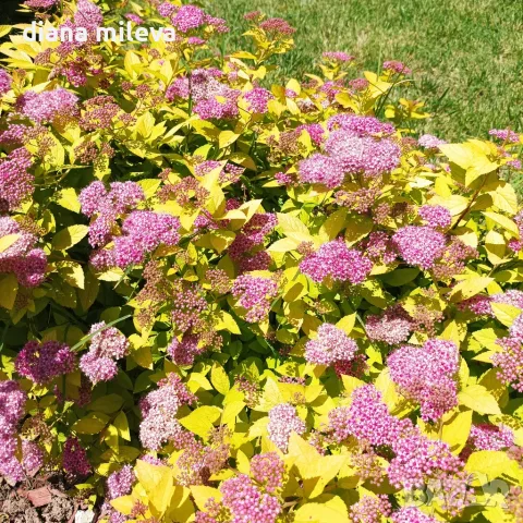 Японска спирея Голден принцес, Spiraea japonica Golden princess, снимка 6 - Градински цветя и растения - 55417808