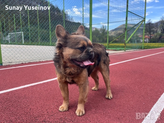 Мъжки френски булдог за разплод